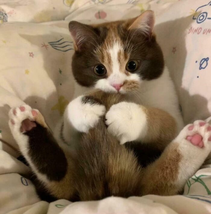 Kitty with a curious expression holding its tail while sitting on a cozy, patterned blanket with big round eyes.