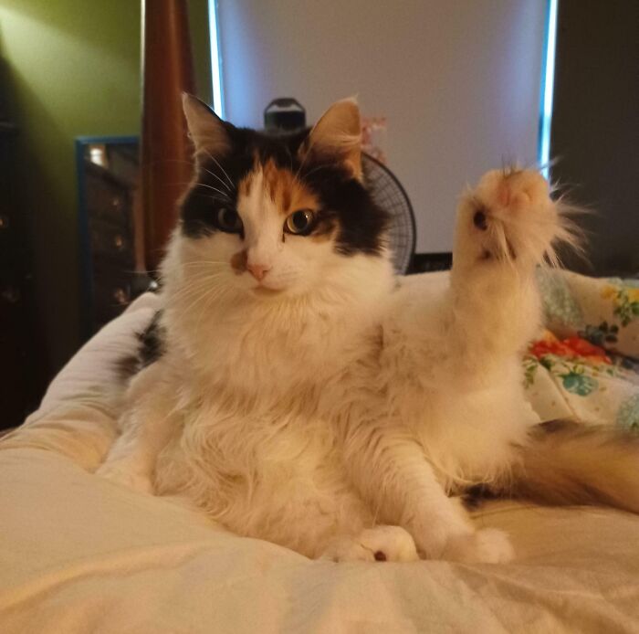 Calico kitty sitting on bed with one paw raised, looking curious in a cozy bedroom setting.
