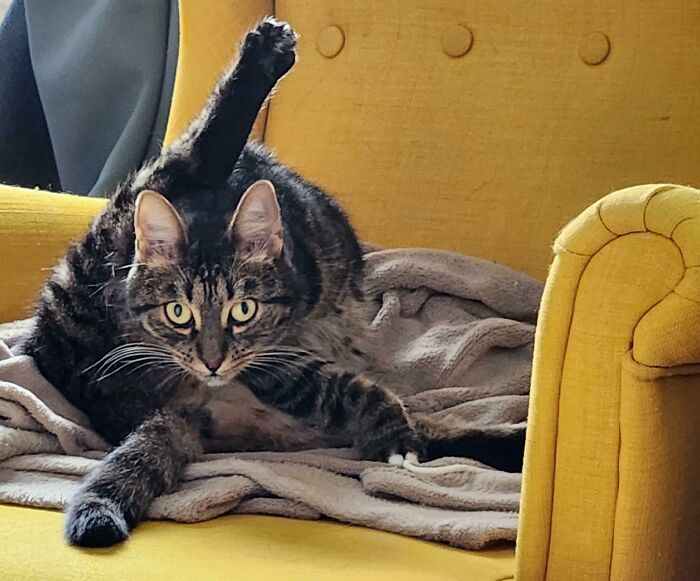 Tabby kitty in a curious pose on a yellow chair with a gray blanket, showing expressive eyes and raised leg.