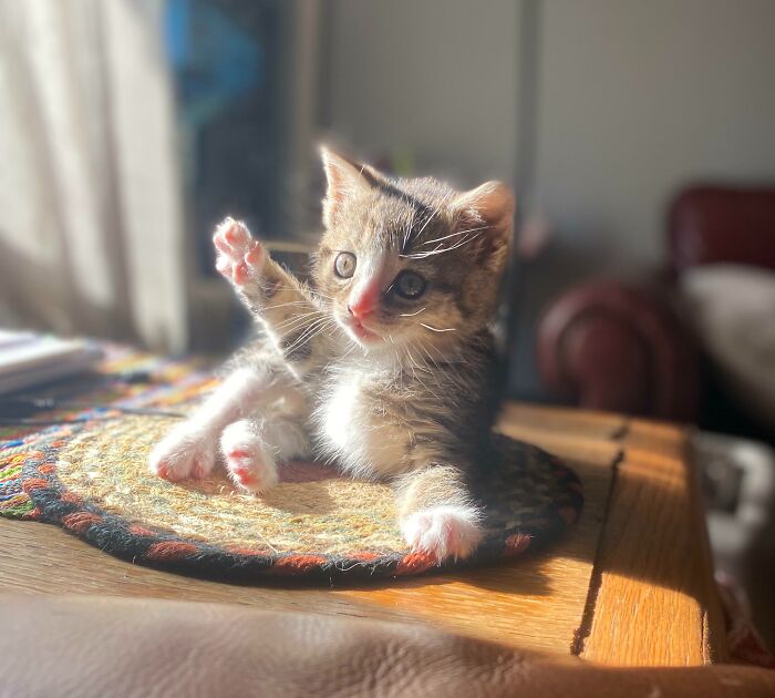 Kitty with curious eyes raising a paw while sitting on a patterned mat in warm sunlight indoors.