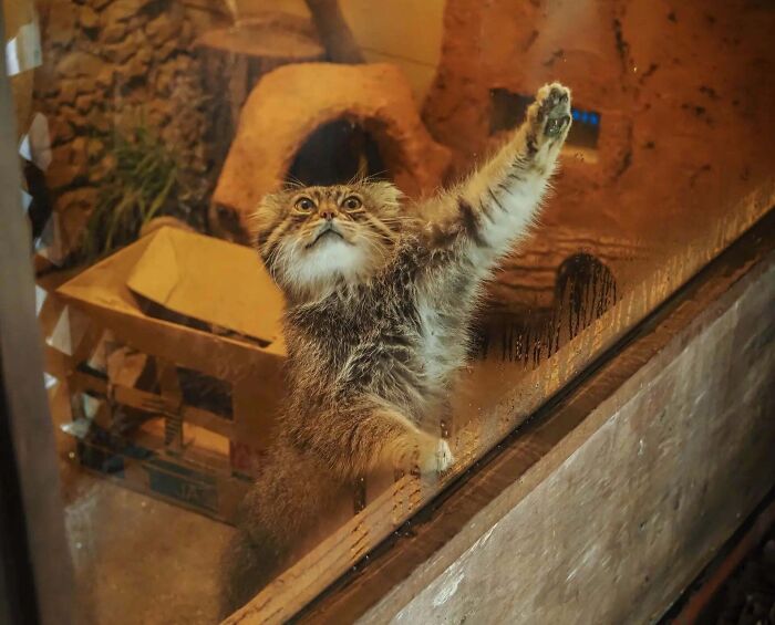 Kitty with raised paw looks curiously through glass inside a cozy warm enclosure with natural elements.