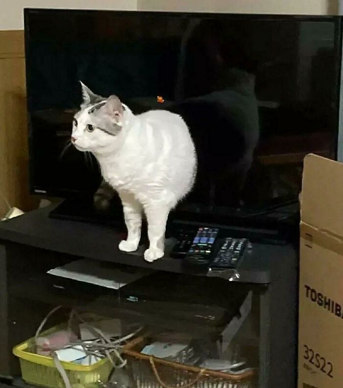 White cat standing in front of a TV screen reflecting a black silhouette, a confusing photo that tricks the brain.