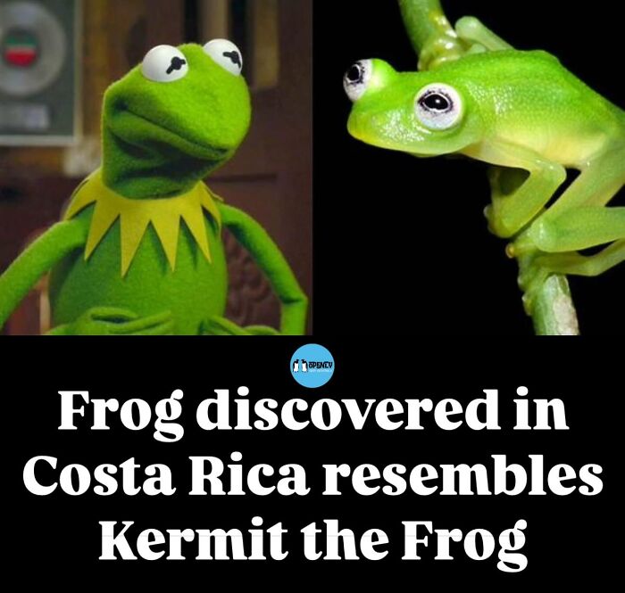 Side-by-side images of Kermit the Frog and a funny and cute frog resembling Kermit, highlighting animal memes.