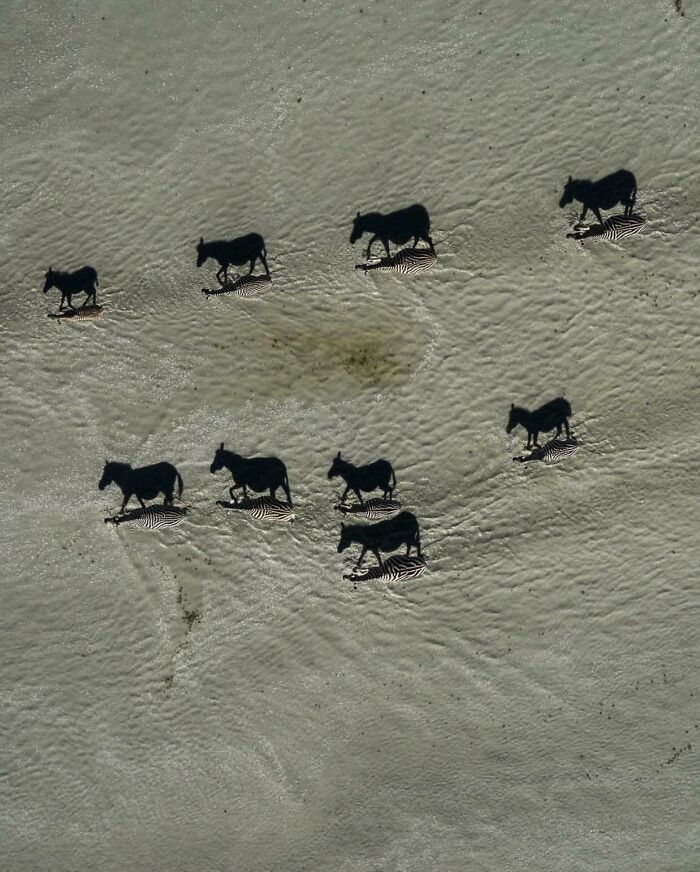 Aerial view of zebras walking on sand casting shadows that look like horses in a confusing photo illusion.