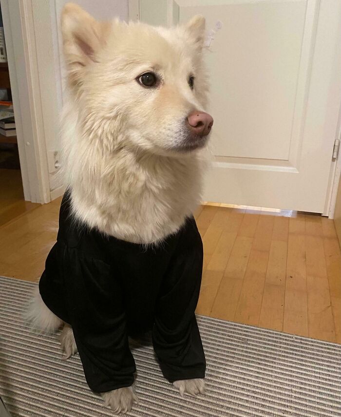 White fluffy dog wearing a black shirt sitting indoors on a rug with wooden flooring and a closed door behind it.