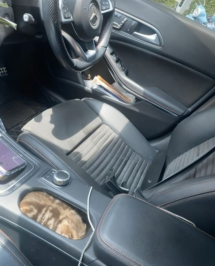 Kitten perfectly aligned inside car cup holder in a Mercedes-Benz interior, creating a surprising and neat visual alignment.