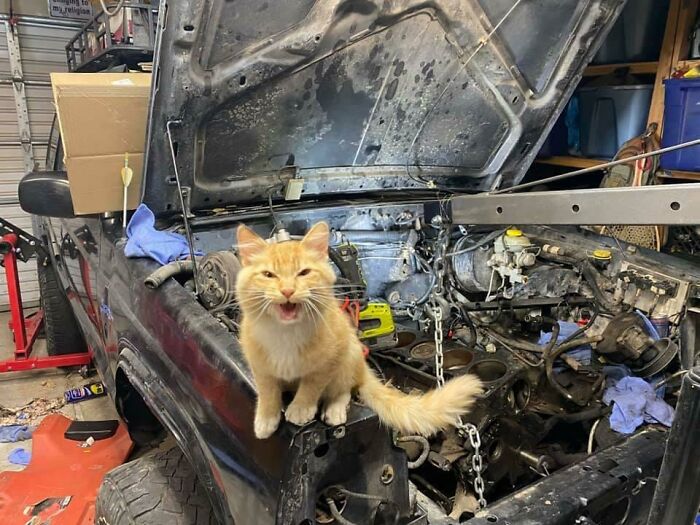 Orange cat sitting under car hood in a garage, surrounded by engine parts, appearing curious and alert.