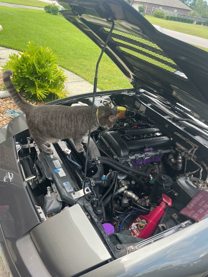 Gray cat inspecting a car engine under the hood, one of many cats found under the hood looking like they know what they're doing.