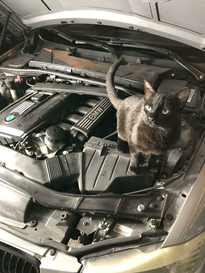 Black cat standing under the hood of a car, appearing confident and curious among engine components.