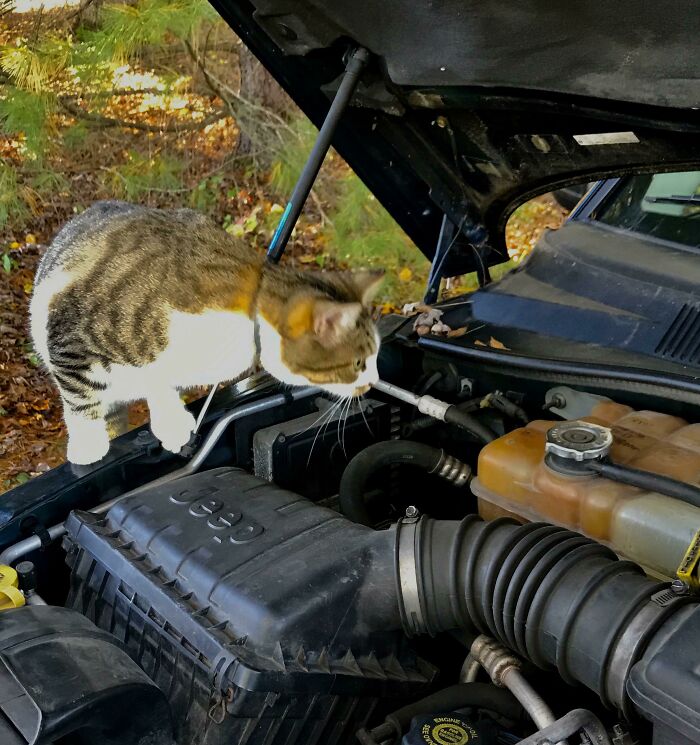 Cat inspecting the engine bay under the hood of a car, showcasing curious cats found under the hood.
