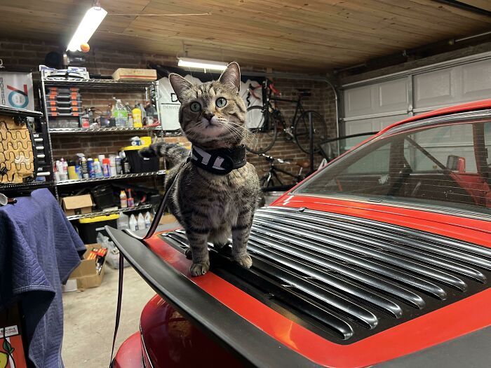 Tabby cat standing on the hood of a red car inside a garage, looking curious and confident among car parts.