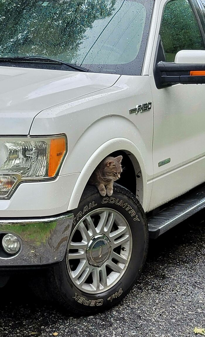 Cat resting under the hood of a white truck, blending in and looking like it knows exactly what it's doing.