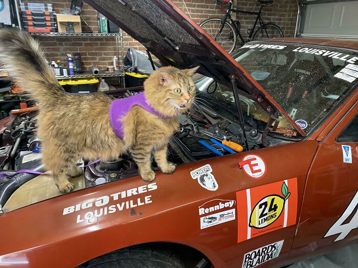Cat wearing a purple harness standing on a race car with the hood open, surrounded by automotive tools and stickers.