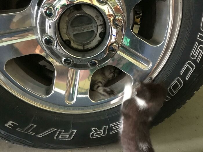 Kitten hiding inside a car wheel rim while another cat looks on, showcasing cats found under the hood playful behavior.
