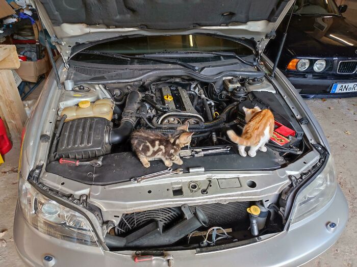 Two cats exploring under the hood of a car, appearing curious and focused on the engine components.