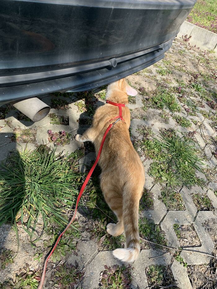 Orange cat on a leash investigating under the hood of a car, one of many cats found under the hood looking curious and confident.