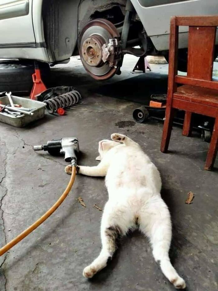 White and gray cat lying under car hood near tools, looking like it knows exactly what it's doing in garage setting