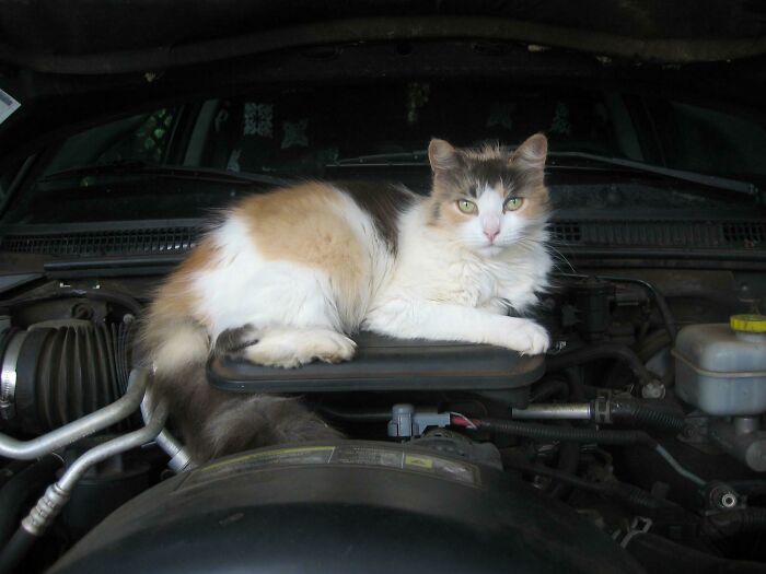 Calico cat lying under the car hood among engine parts, appearing calm and relaxed in the mechanical space.