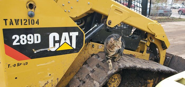 Tabby cat perched on a yellow 289D CAT vehicle track, blending with the machinery in a construction site setting.