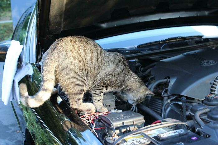 Tabby cat inspecting car engine under the hood, appearing curious and focused among the vehicle’s components.