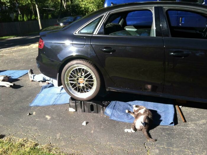 Several cats resting under the hood and around a black car, appearing calm and relaxed in a driveway setting.