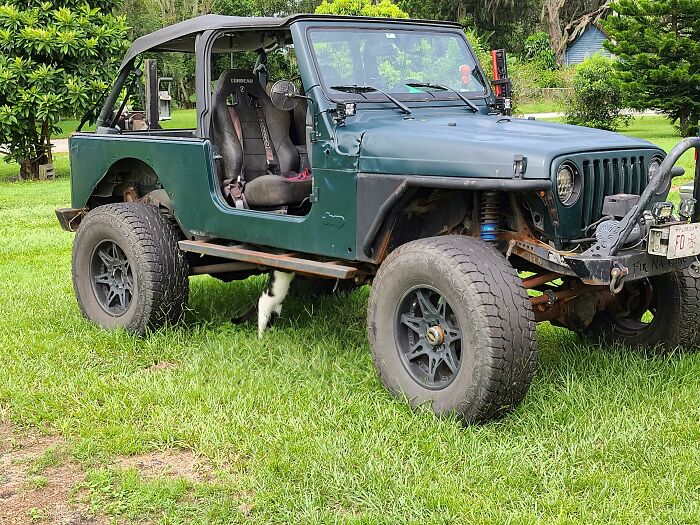 Cat partially visible under the hood of a green off-road vehicle, appearing curious and attentive outdoors on grass.