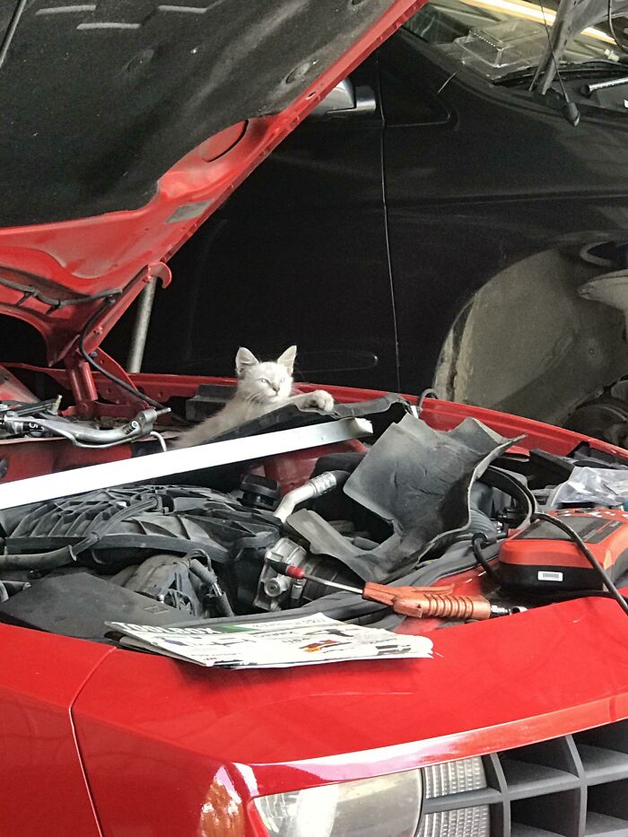 Gray cat lounging under the hood of a red car, surrounded by engine parts, looking calm and relaxed.