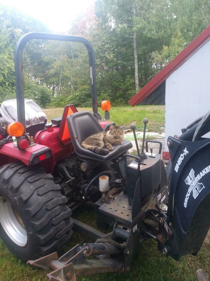Tabby cat resting on tractor seat outdoors, showcasing cats found under the hood in a humorous and curious scene.
