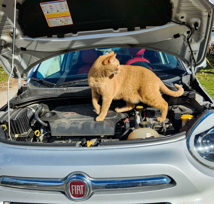 Orange cat standing under the hood of a Fiat car, looking curious and confident like it knows what it's doing.