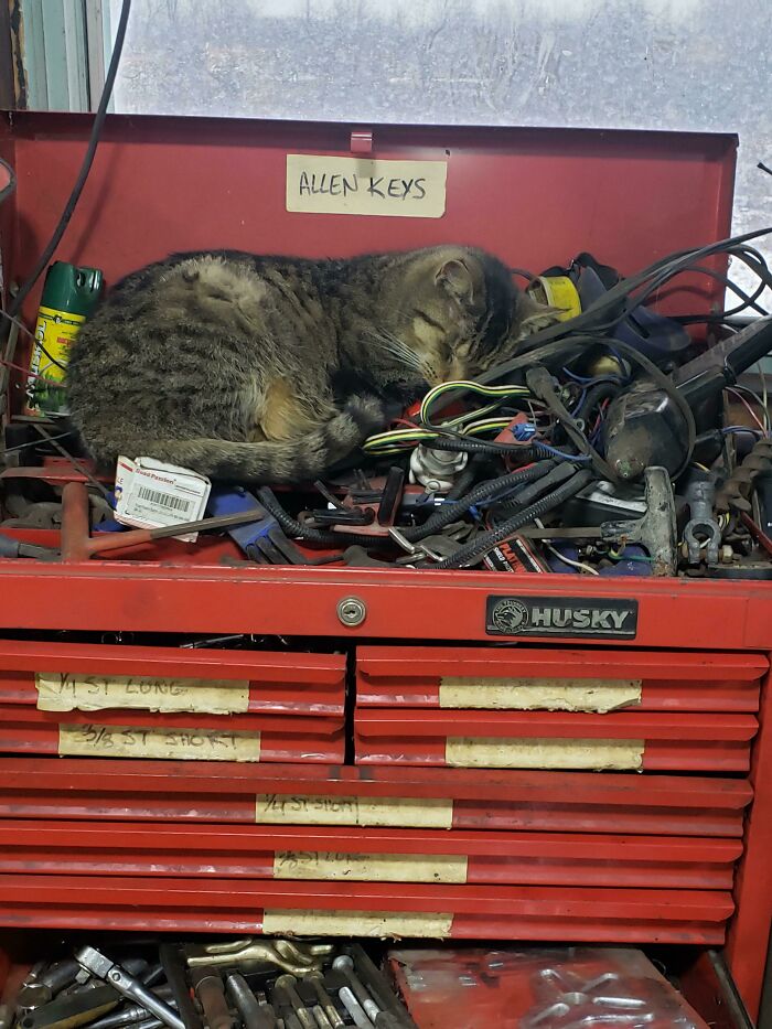 Tabby cat sleeping on a red tool chest, surrounded by various tools and wires, looking like it knows exactly what it's doing.