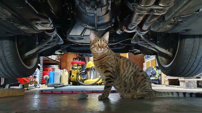 Tabby cat sitting under a car hood in a garage, surrounded by tools, looking like it knows exactly what it's doing.