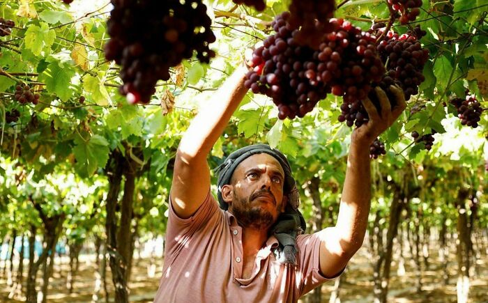 Man harvesting grapes in vineyard, showcasing the strength and diversity of humans often overlooked in portraits.