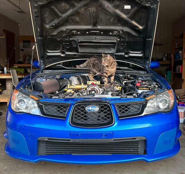 Tabby cat standing under the hood of a blue Subaru, appearing curious and confident among car engine parts.