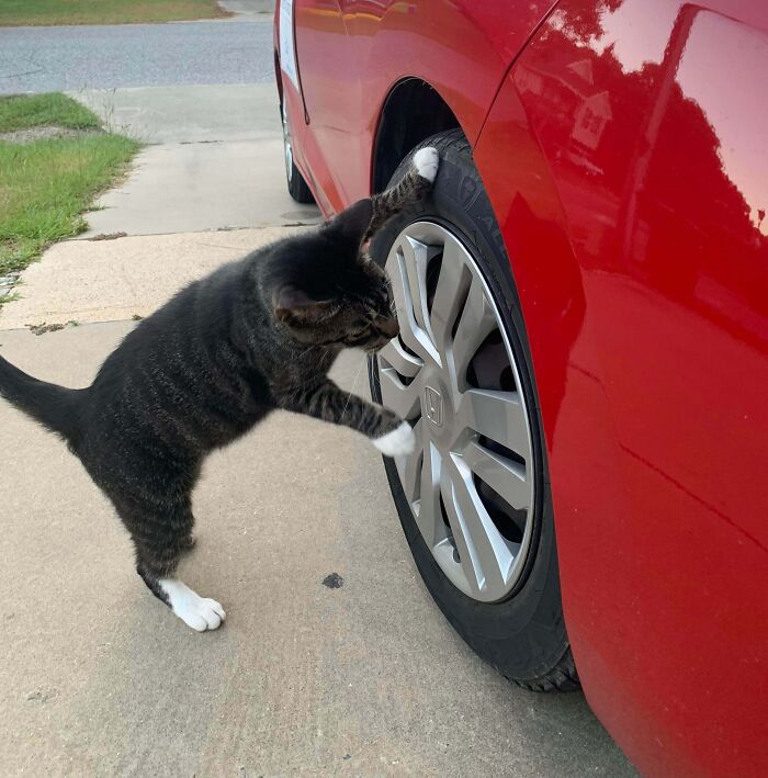 Tabby cat inspecting and pawing at a car tire, showcasing curious cats found under the hood in a driveway setting.