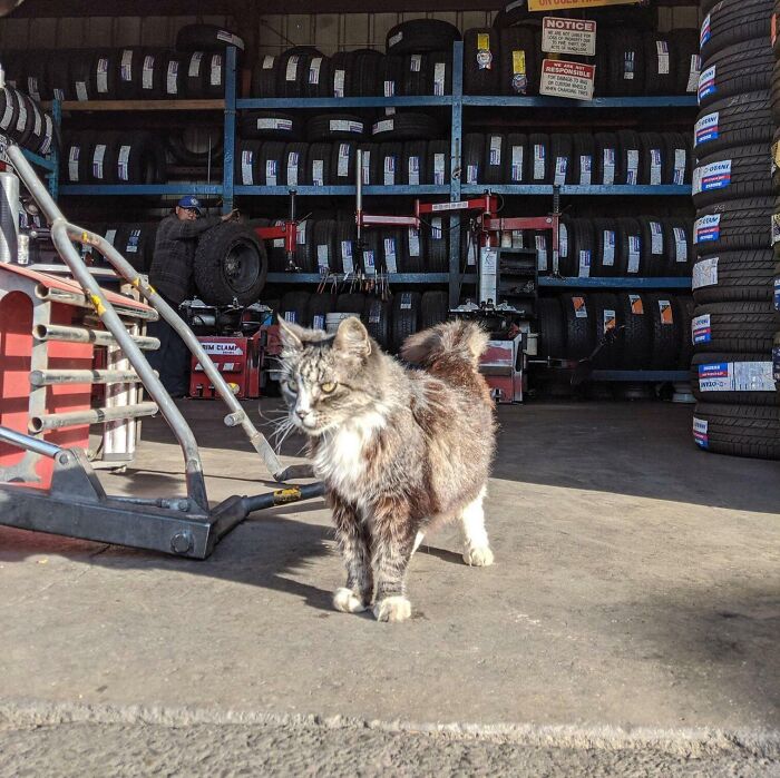 A fluffy cat standing confidently in a tire shop surrounded by stacked tires, embodying the look of knowing exactly what it's doing.