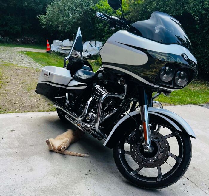 Cat lying under a motorcycle hood, looking relaxed and seemingly knowing exactly what it's doing.
