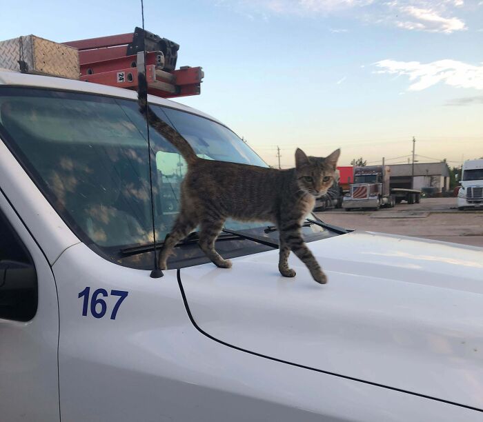 Tabby cat standing on the hood of a white work truck, illustrating cats found under the hood looking confident and curious.