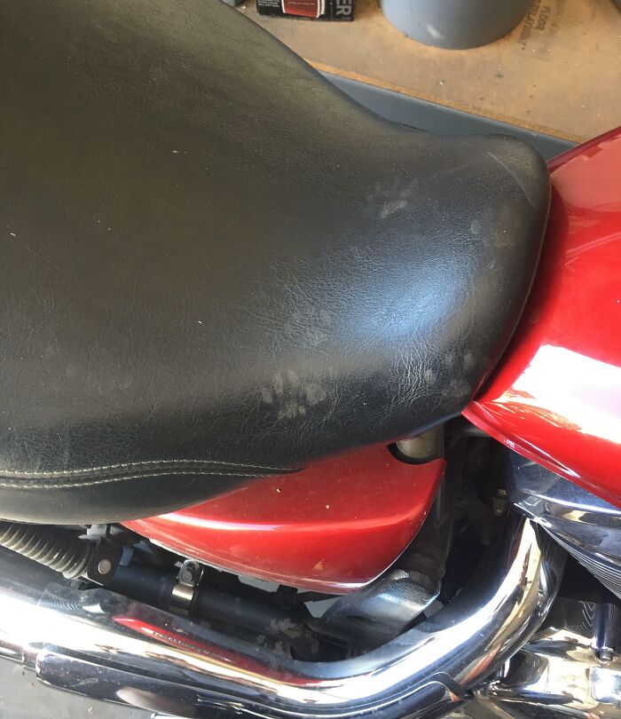 Multiple cat paw prints on a motorcycle seat and body, hinting at cats found under the hood exploring the vehicle.