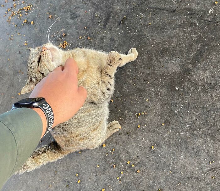 Person petting a relaxed tabby cat lying on concrete with scattered food pellets under the hood environment.
