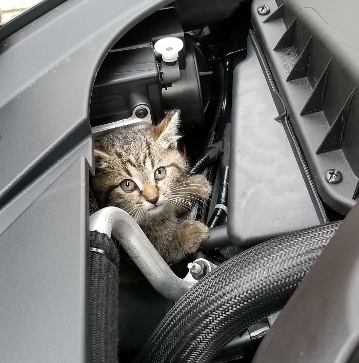 Kitten hiding under the hood of a car, one of 54 cats found looking curious and comfortable inside the engine area.