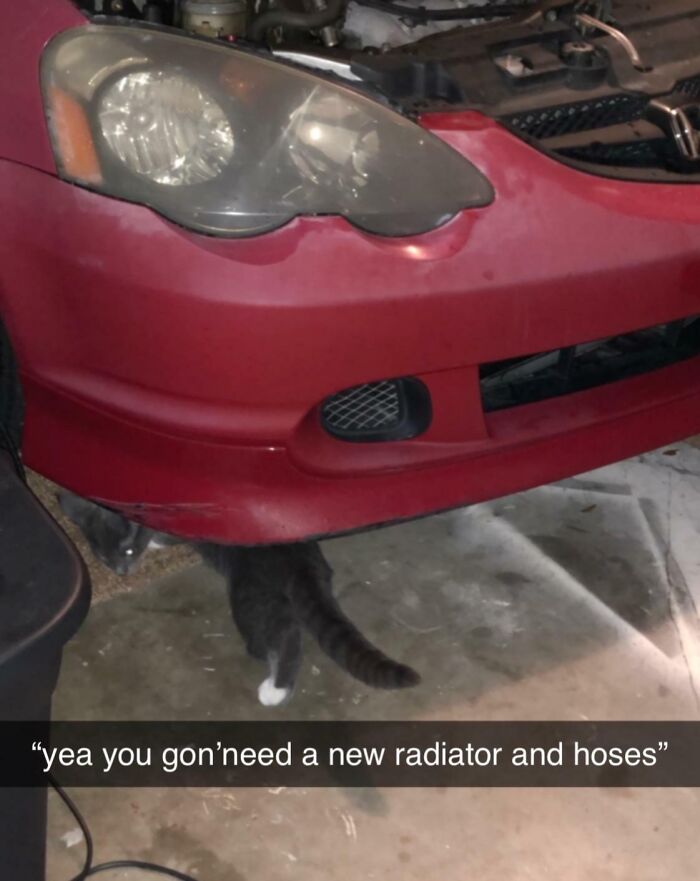 Cat under car hood looking like it knows exactly what it's doing while inspecting engine parts.