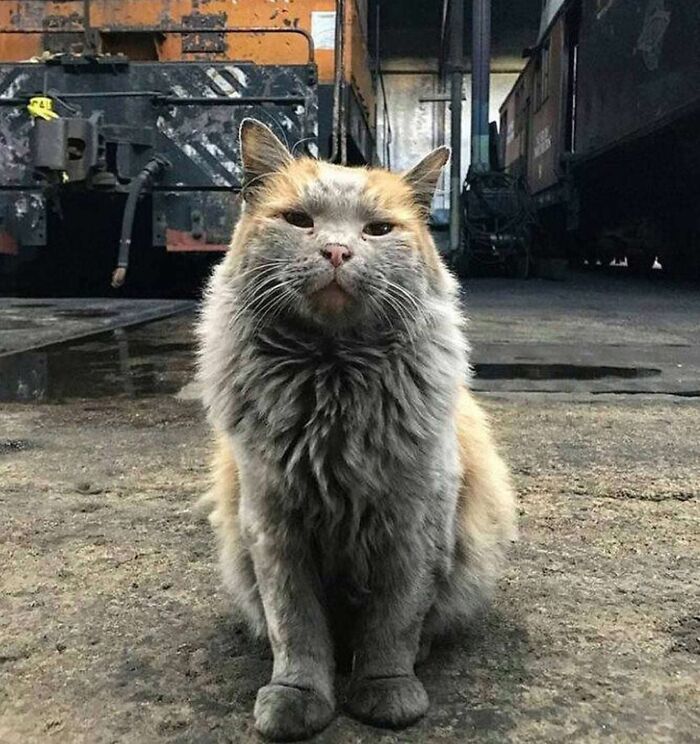 Fluffy cat sitting confidently in an industrial area, one of many cats found under the hood looking like they know what they're doing