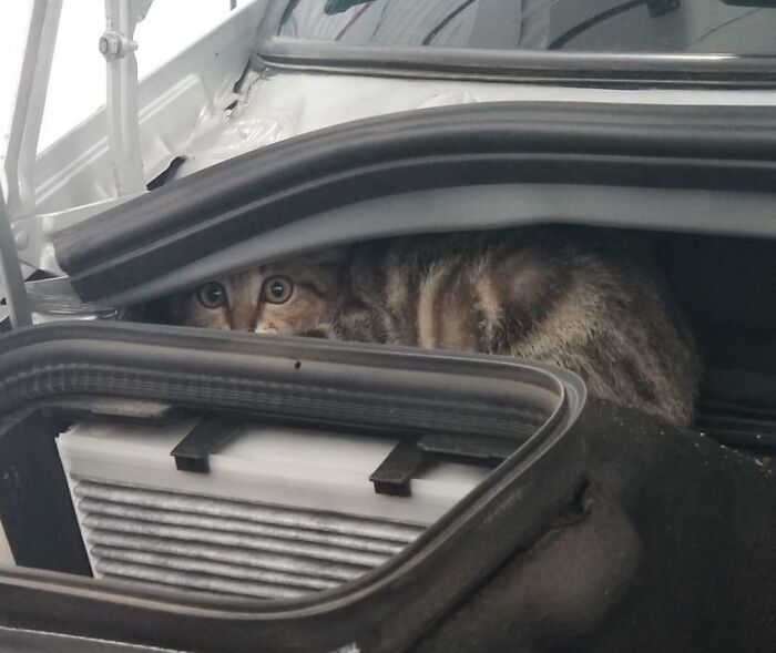 Tabby cat hiding under the hood of a car, surrounded by mechanical parts, looking alert and cautious.
