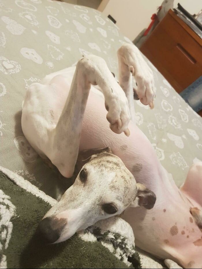 Dog lying on its back with paws raised in an unusual position, one of the photos so confusing your brain might need to catch up.