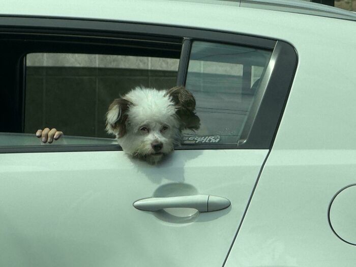 Small dog poking head out of a car window with a human hand resting on the window frame, creating a confusing visual.