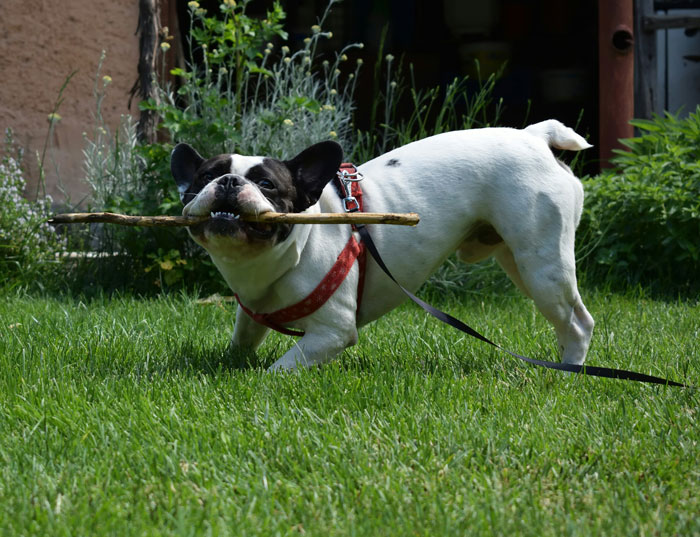 French bulldog on a leash playing with a stick in the grass, illustrating common frustrations with HOA rules.