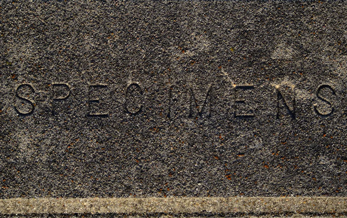 Close-up of a weathered concrete surface engraved with the word specimens, hinting at creepy urban explorer finds.