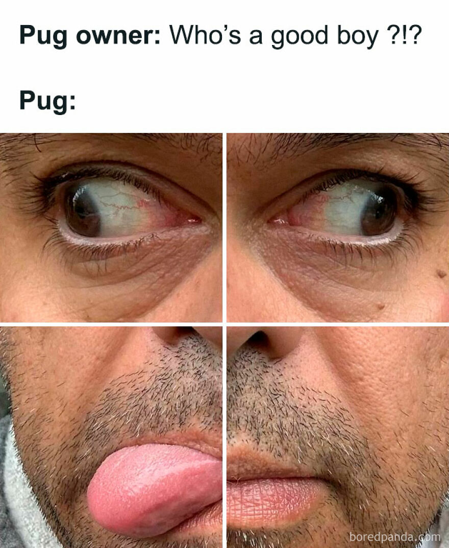 Close-up of a man’s face mimicking a pug's funny expression, fitting the theme of funny animal memes.