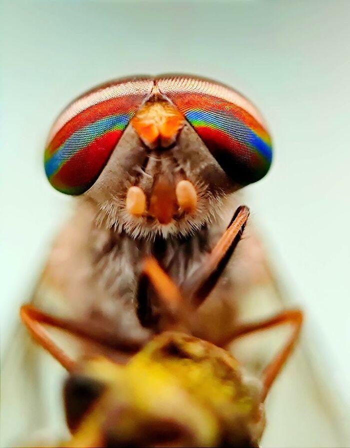 Close-up macro photo of an insect with vibrant rainbow-colored eyes revealing a hidden world of tiny creatures.