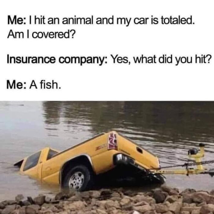 Humorous meme about hitting a fish with a car, paired with an image of a submerged yellow truck by the water, funny memes.